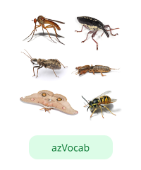 Zimb Insect Insect